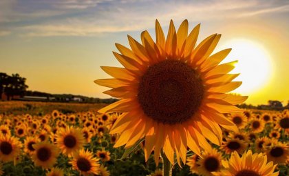 Ayçiçeği | Sunflower